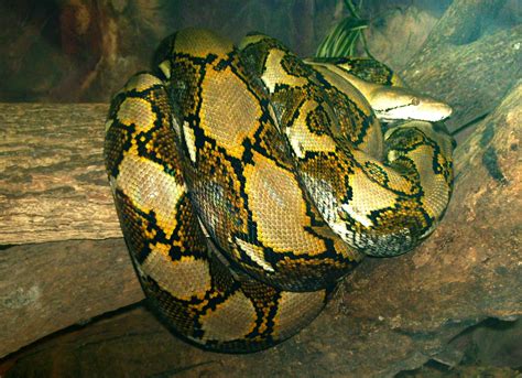 The Reticulated Python Big Animals