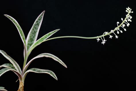 Ledebouria socialis was first described and the name validly published by john gilbert baker but was revised and reclassified by john peter jessop in 1970. Ledebouria socialis "Variegata"