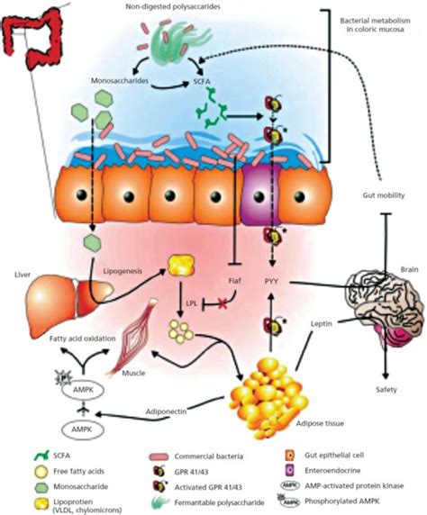 The Gut Microbiome Has A Regulatory Function On Host En Open I