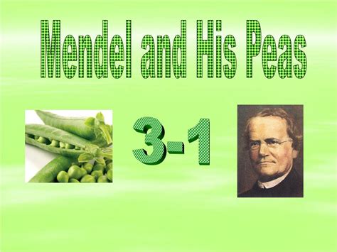 Ppt Mendel And His Peas Powerpoint Presentation Free Download Id