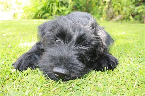 We did not find results for: Black standard schnauzer | Standard schnauzer, Miniature ...