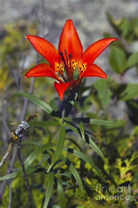 Red And Yellow Flower Of A Wood Lily Lilium Philadelphicum Photograph