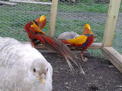 Beginners Guide For The Red Golden Pheasant Pic Heavy With Mutation