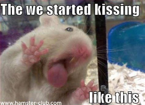 53 Very Funny Hamster Meme S Images And Pictures Picsmine