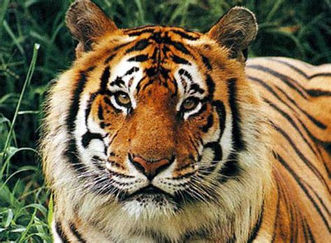 Gtd 2020 Harimau Dan Budaya Citra Si Raja Rimba Dalam Adat Sumatra