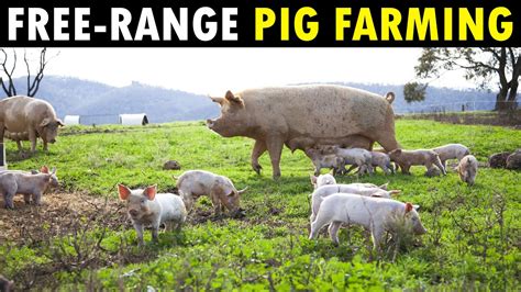 Free Range Pig Farming Organic Pork Farm Youtube