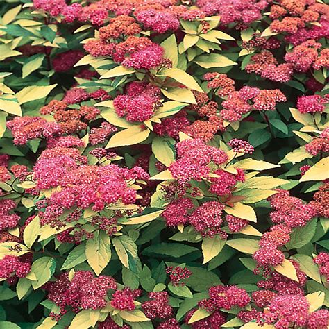 Flowers on a false spirea. 1 Gal. Goldflame Spirea Shrub with Pink Flowers-8363 - The ...