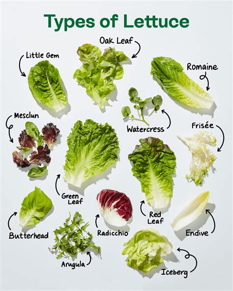10 Second To Tell The Difference Between Cabbage And Lettuce
