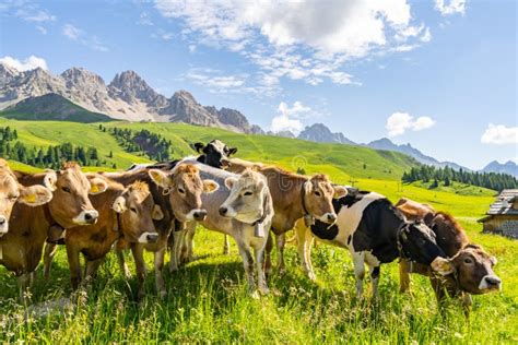 Idyllic Alps With Cow On Green Field Stock Photo Image Of Outdoor
