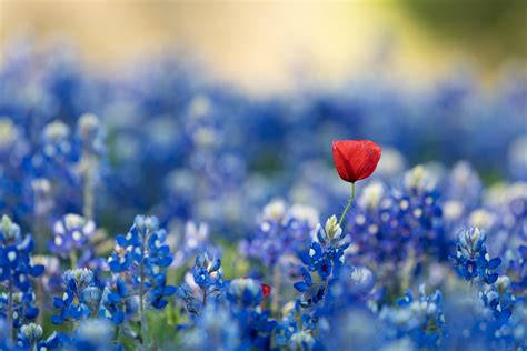 Lucy Nunan Red And Blue Flowers Images Wallpaper Flowers Background