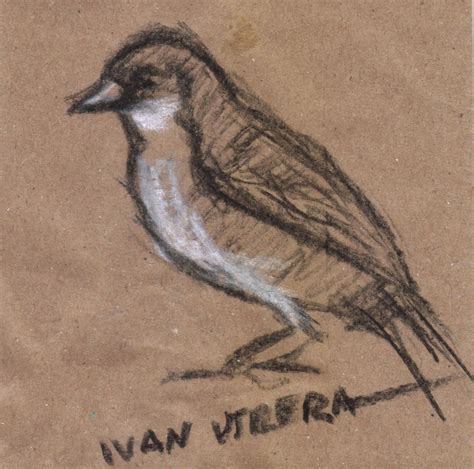 Pajaro A Carboncillo Drawing Sketches Drawings Charcoal Sketch Bird