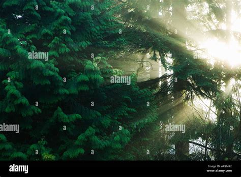 Sunlight Through Trees Hi Res Stock Photography And Images Alamy