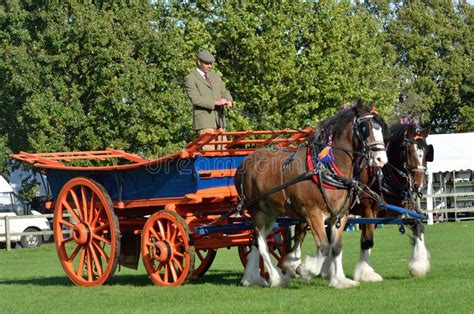 East Anglia Equestrian Fair Pair Of Shire Horses And Cart Showing In