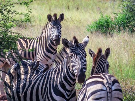 Keep me logged in for two weeks. The famous Kruger National Park