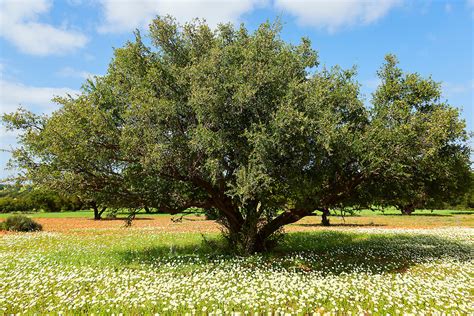 Argan Tree Argania Spinosa In Flower Meadow Against Cloudy Blue Sky