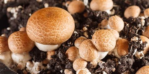 Complete Guide To Cremini Mushrooms Grocycle