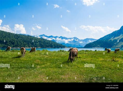 Swiss Cows High Resolution Stock Photography And Images Alamy