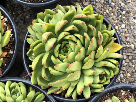 Echeveria Agavoides Red Tip Native Sons Wholesale Nursery