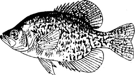 Ray Finned Fish Fish Coloring Page Crappie Crappie Fishing