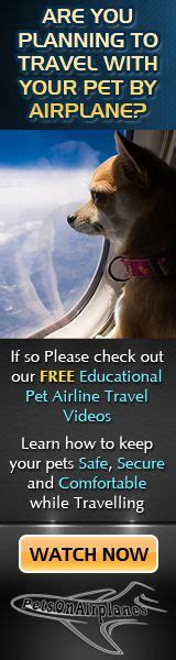Get informed on suitable containers and prices. American Airlines Pet Travel Policy | Pet travel, Pets ...