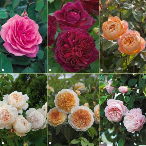 Which Are The Most Fragrant Roses On Earth Read Our Guide To A Heavenly Scented Garden The
