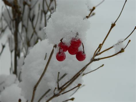 Free Images Tree Branch Snow Winter Plant Leaf Flower Frost