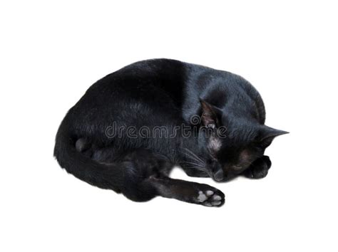 Cat Black Cat Sleeping Cat Black Color On White Background Stock