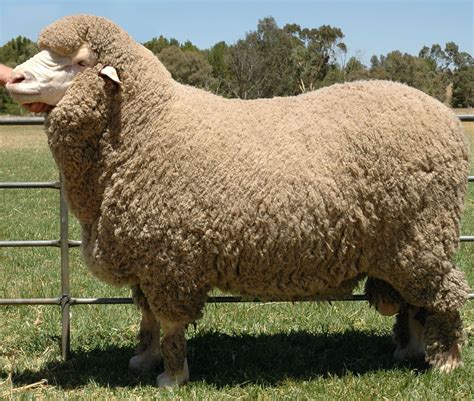 The Merino Is An Economically Influential Breed Of Sheep Prized For Its