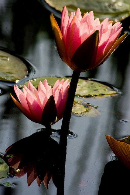Водяные лилии Flickr Photo Sharing Kenilworth Aquatic Gardens
