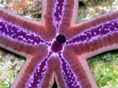 Purple Sea Star A Sea Star With Vibrant Purple Coloring Rests On An