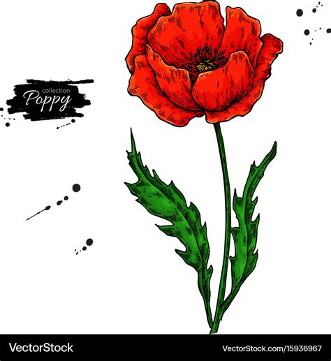 Drawing Tutorial How To Draw A Poppy Flower Drawing T