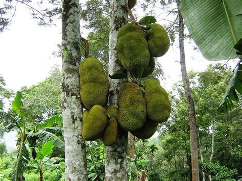 Jackfruit To Be Official State Fruit Of Kerala From March 21 All You