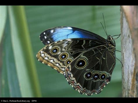 Male Blue Morpho Butterfly Pic 5 Biological Science