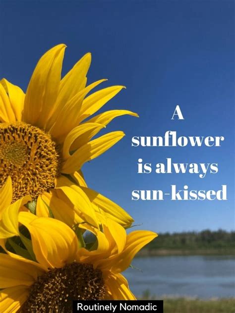 Sunflower Quotes 100 Amazing Sunflower Sayings For 2021 Gone App