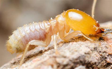 Otis termite and pest control service. Pest Library | Pest Identification & Prevention In ...