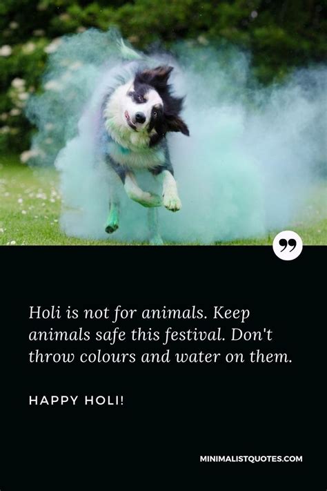 Holi Is Not For Animals Keep Animals Safe This Festival Dont Throw