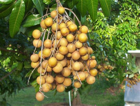 Longan Fruit Tree Plant Home Delivery All Bangladesh