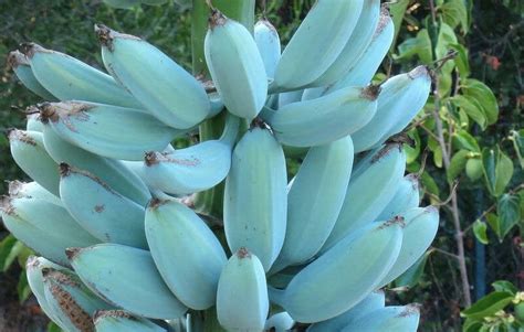 These Rare Bananas Are Blue And Taste Like Ice Cream