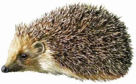 Hedgehog PNG Картинка - Hedgehog PNG