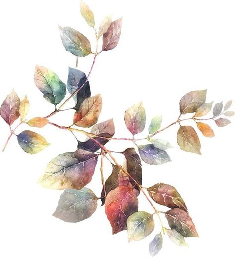 Watercolor Painting Of Leaves On White Background