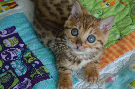 Our New Bengal Kitten