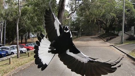 I filmed a magpie attacking a rat crossing the street in suburban melbourne! Magpie swooping season: Video shows attack on postie at ...