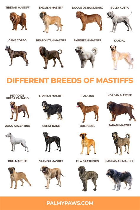 20 Types Of Mastiffs Most Common Mastiff Breeds Mastiff Breeds