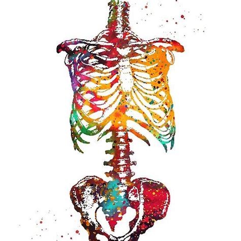 Skeleton Torso Anatomy Art Medical Art Human Art