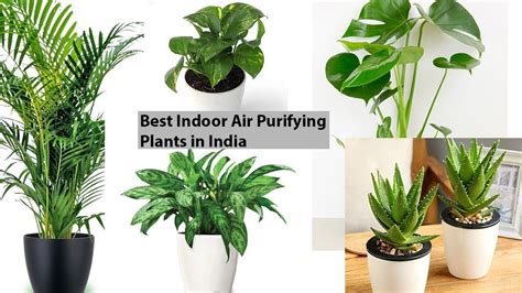 Best Indoor Plants In India For Decorations Air Purifying Plants In