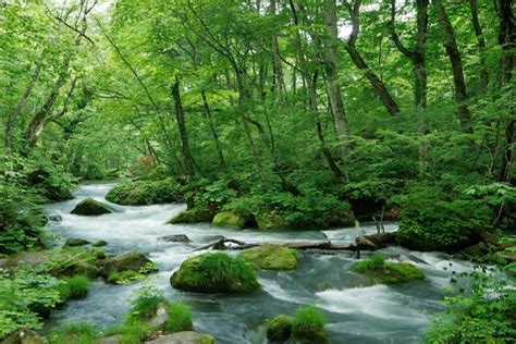 奥入瀬渓流 奥入瀬渓流 画像5 新緑の森林の中を流れる川 フリー写真素材「花ざかりの森」