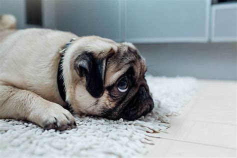 Female Dog Scooting On Carpet