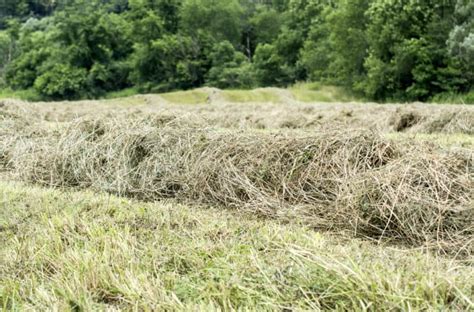 11 Best Hay Types For Horses