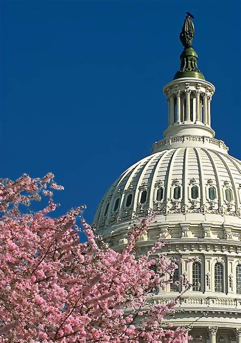 Cherry Blossoms At The Us Capitol By Don Lovett American Garden