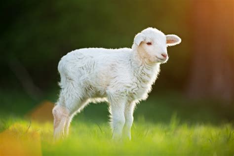 Jesus Our Passover Lamb Exodus 12 Hubpages